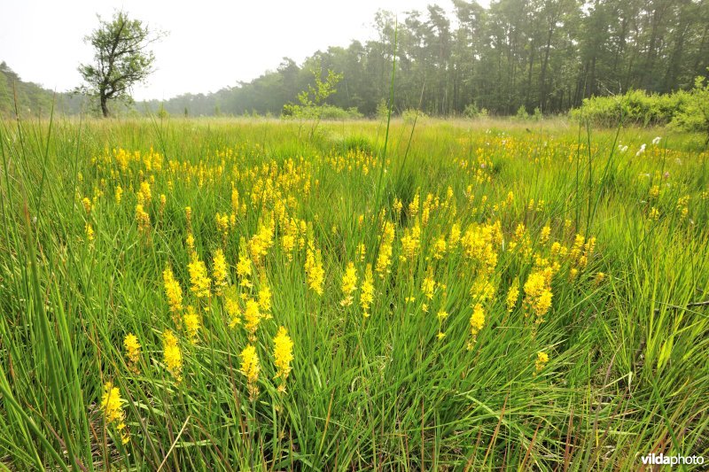Natte heide met Beenbreek in de Zwarte beek