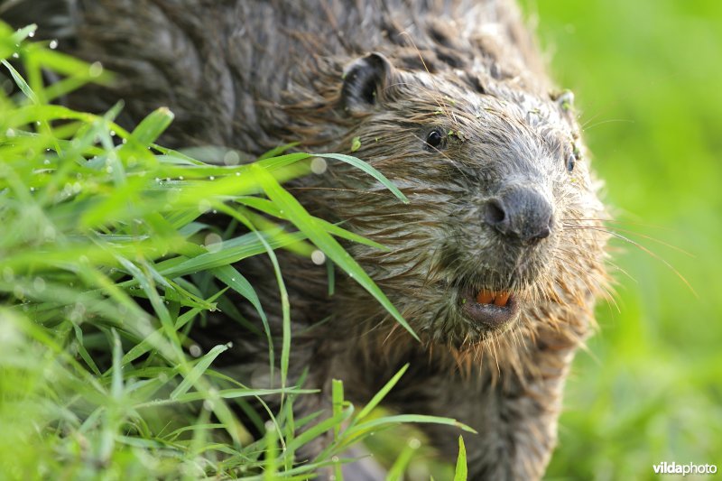 Bever