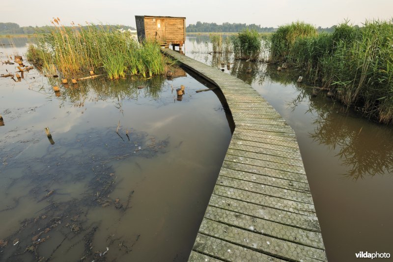 Observatiehut en knuppelpad in het Vinne