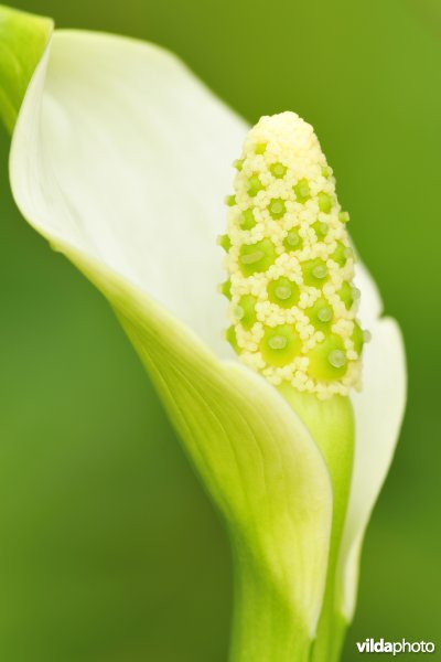 Slangewortel