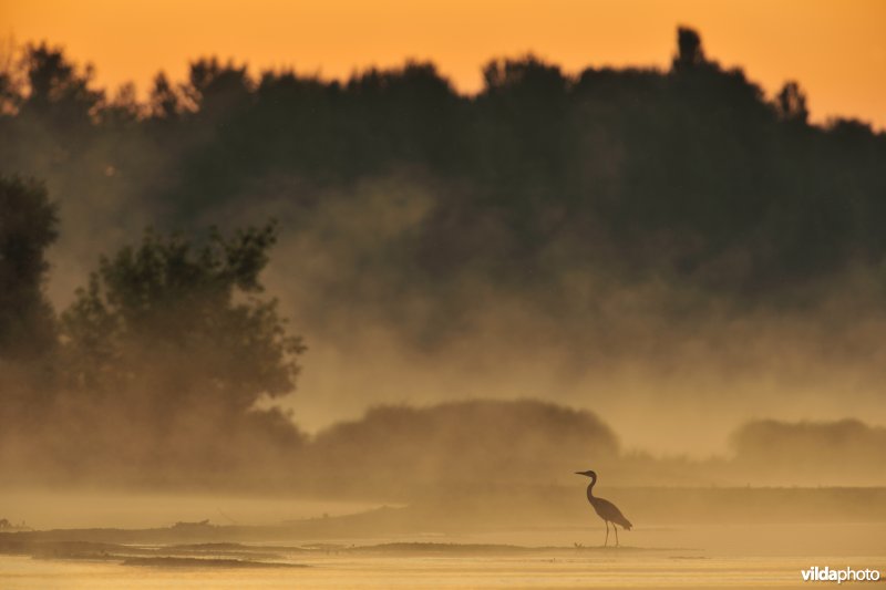 Blauwe reiger in ochtendnevel