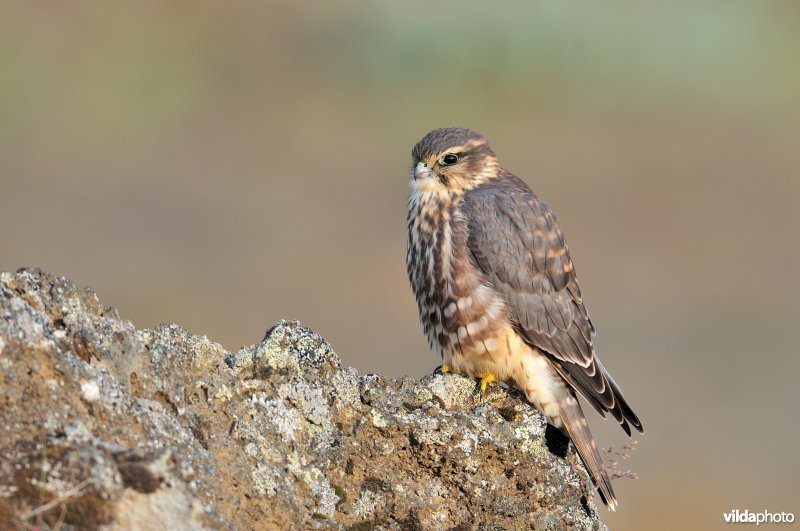 Smelleken op lavarots