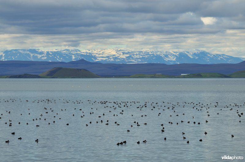 Mývatn meer