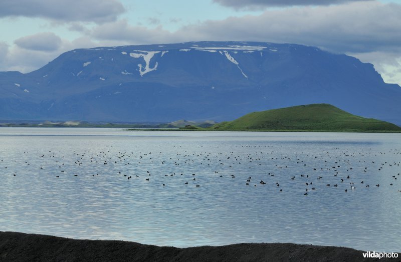 Mývatn meer