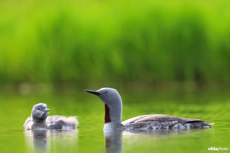 Roodkeelduiker met jong