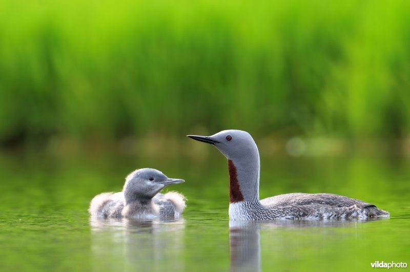 Roodkeelduiker met jong