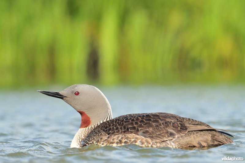 Roodkeelduiker in zomerkleed