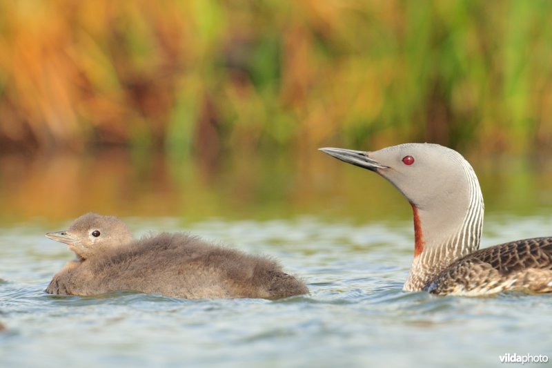 Roodkeelduiker met jong