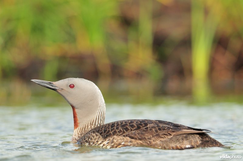 Roodkeelduiker