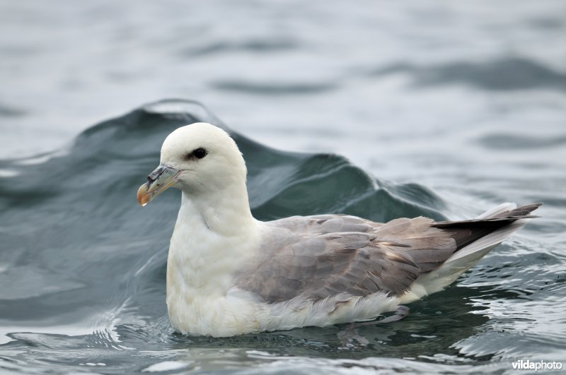 Noordse stormvogel