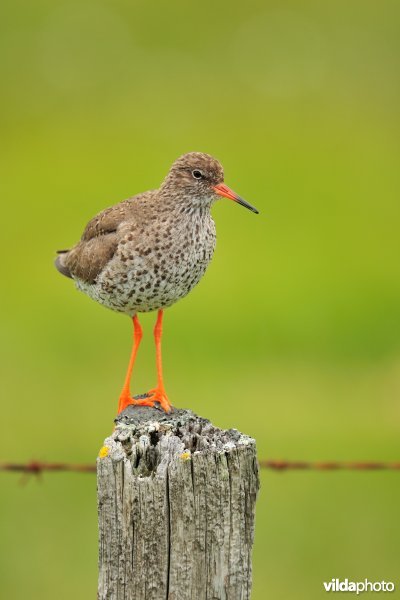 Tureluur