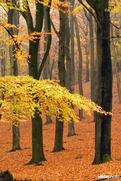Herfstig beukenbos