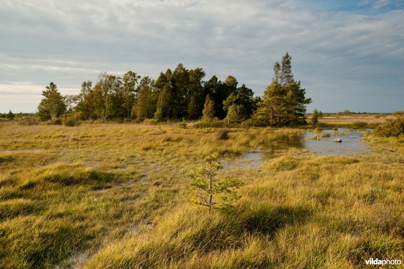 Store Alvaret, Öland, Zweden