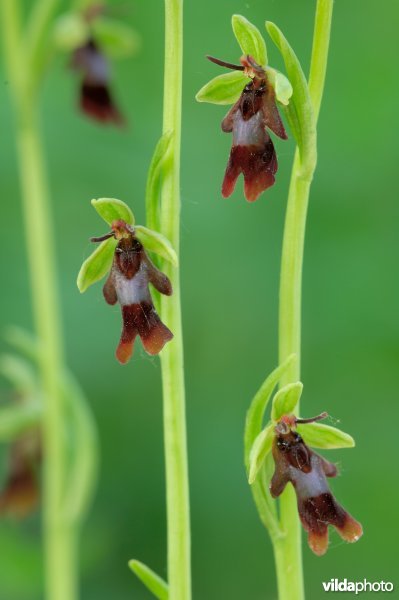 Een drietal vliegenorchissen