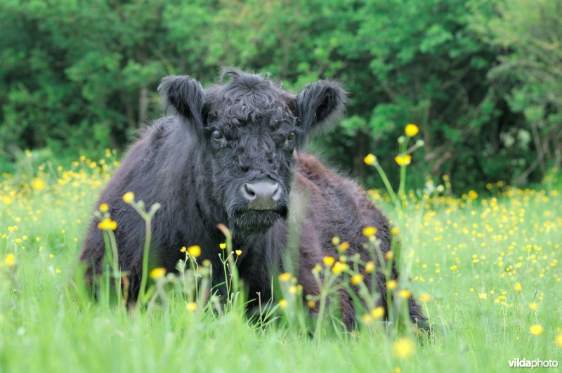 Galloway in Eijsdenbeemden