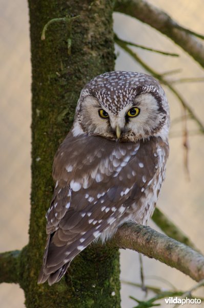 Spiedende ruigpootuil <>