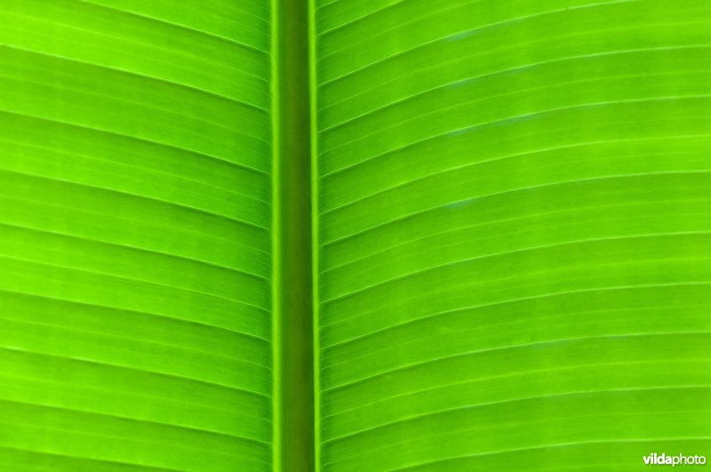 Detail van bananenblad