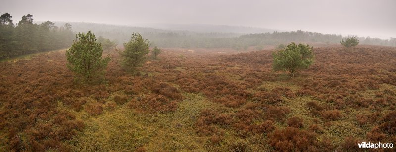 Nevelige heide op de Veluwezoom
