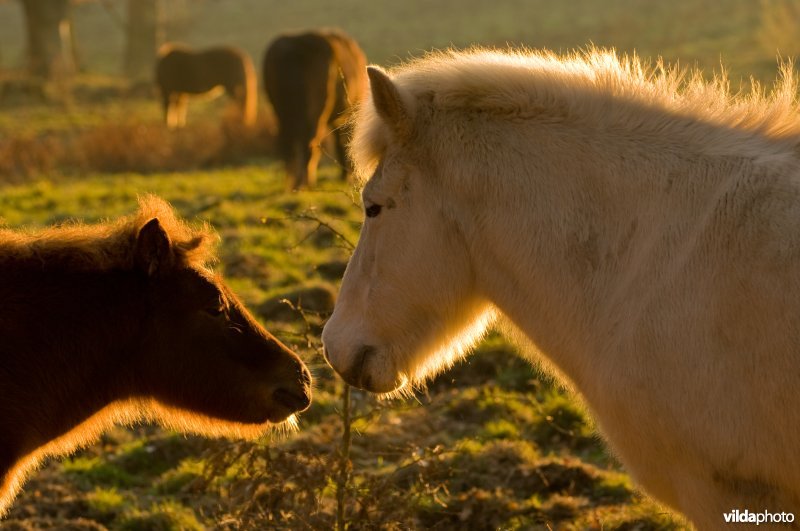 IJslandse pony merrie en veulen