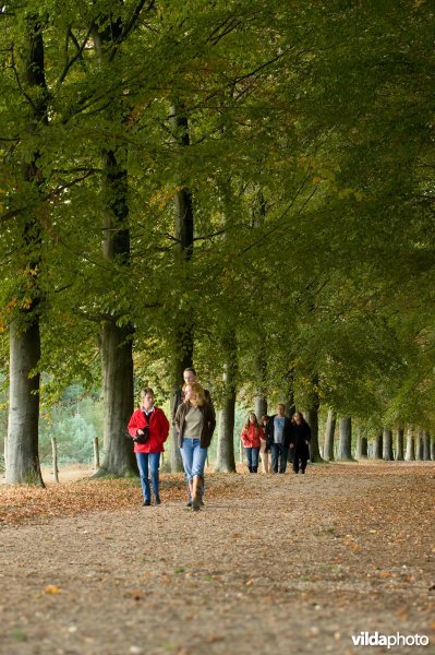 Wandelaars in beukenlaan