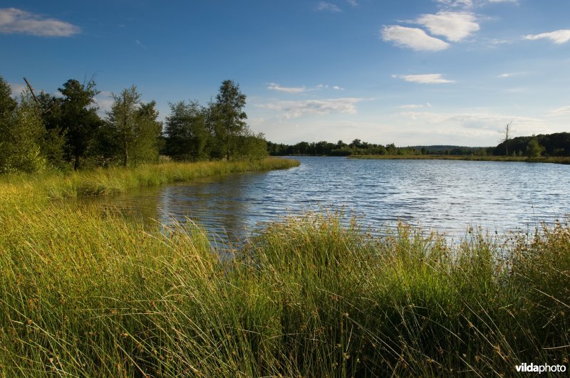 Leersumse Veld