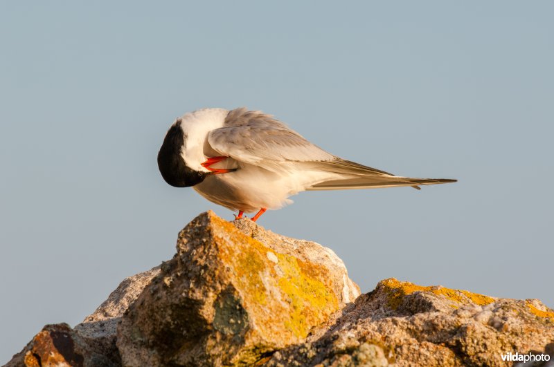 Visdief