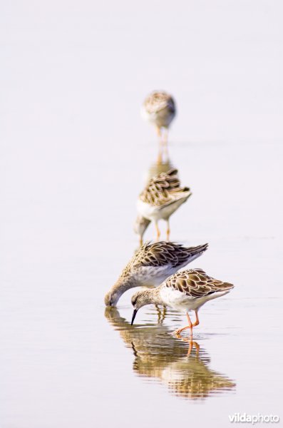 Fouragerende kemphanen