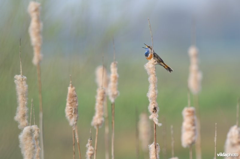 Blauwborst op lisdodde