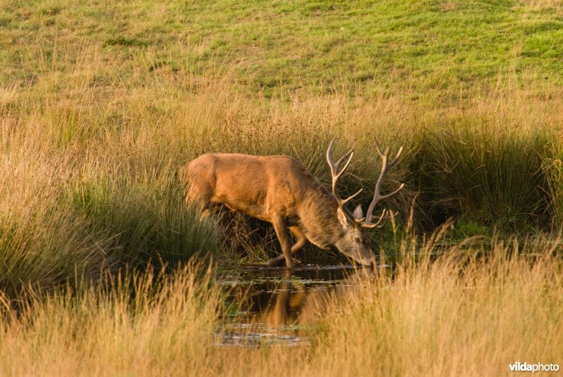 Bronstig edelhert drinkt in ven