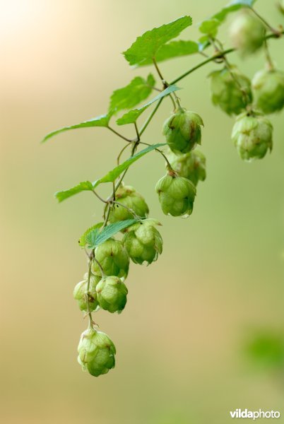 Vrouwelijke hopbloemen