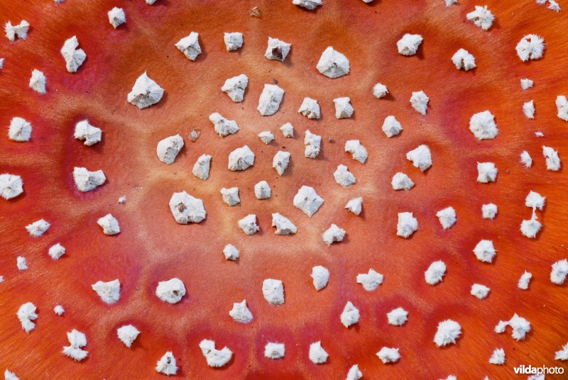 Detail van een vliegenzwam