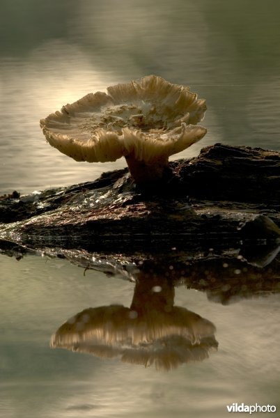 Zwam en reflectie