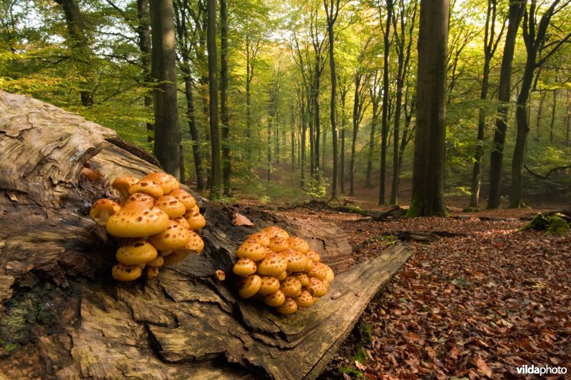 Goudvliesbundelzwammen op beukenhout