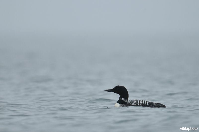 IJsduiker in zomerkleed