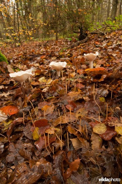 Draadknotszwammen