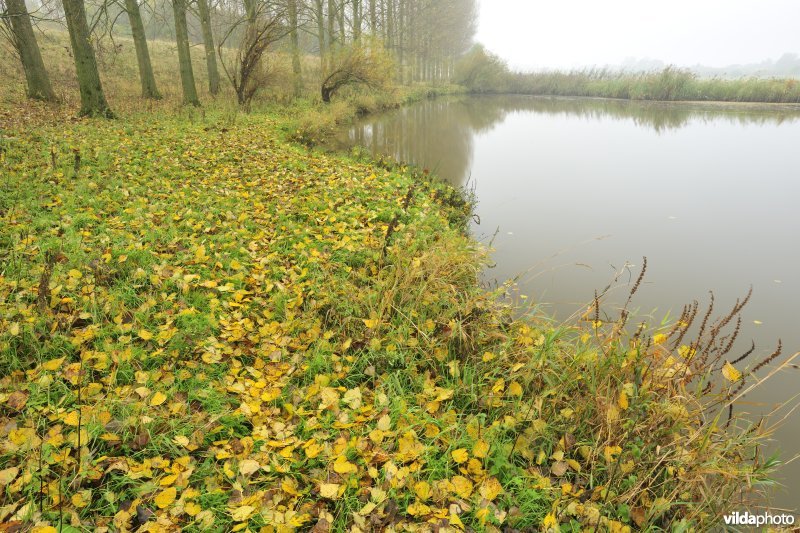 Paardenweide in Berlare