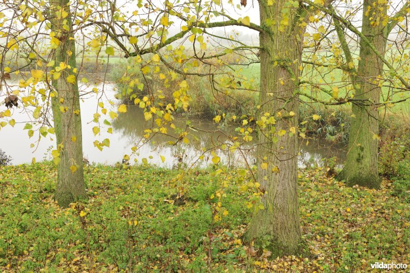 Paardenweide in Berlare