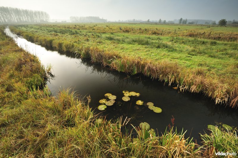 Scherenmeersen