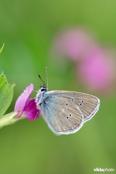 Klaverblauwtje op wikke