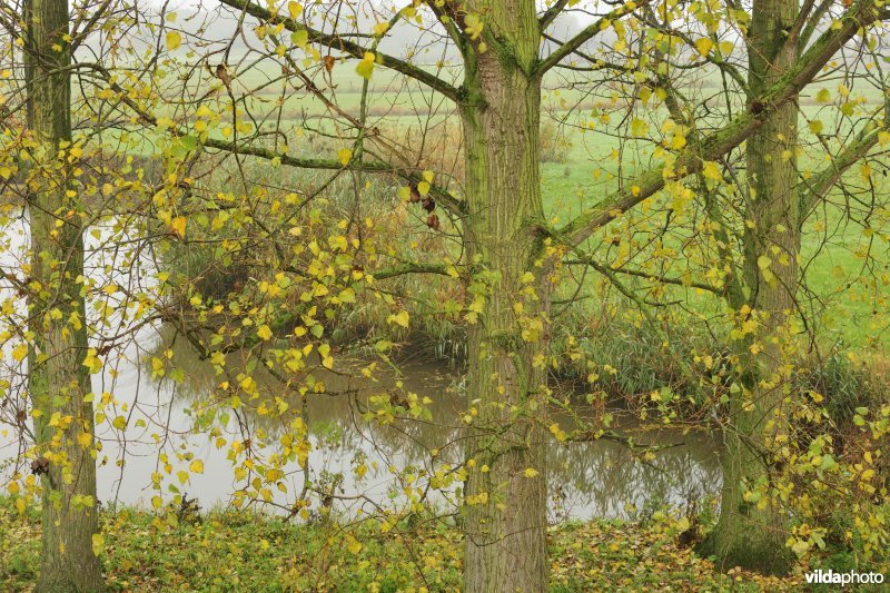 Paardenweide in Berlare