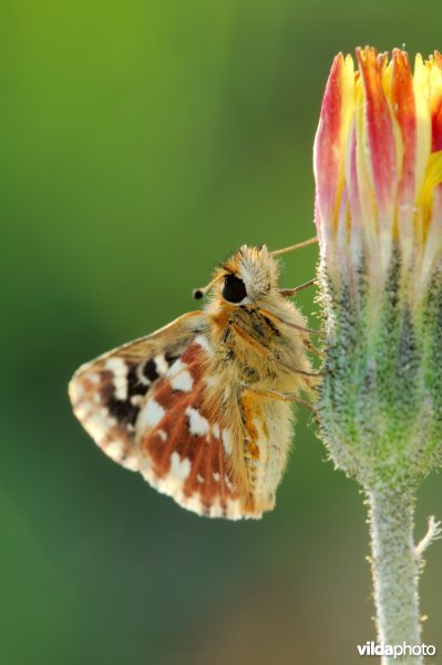 Kalkgraslanddikkopje op leeuwetand