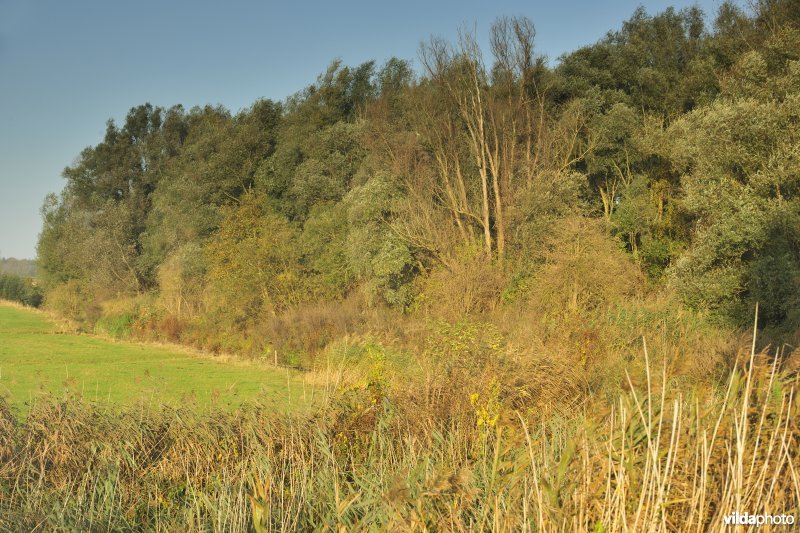 Oude Schelde in de Kalkense Meersen