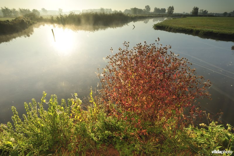 Scherenmeersen