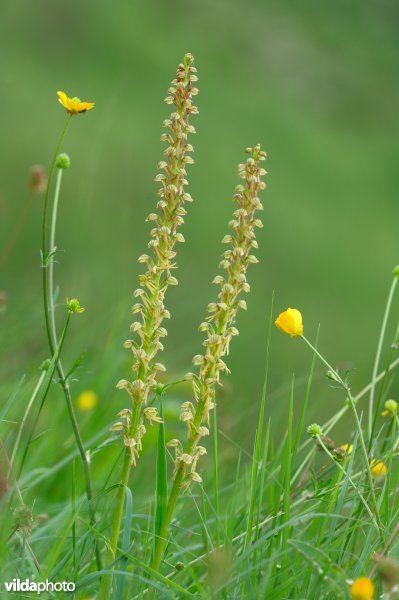 Poppenorchis en knolboterbloem