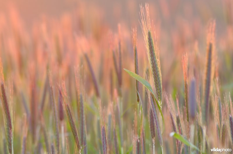 Rogge in het avondlicht