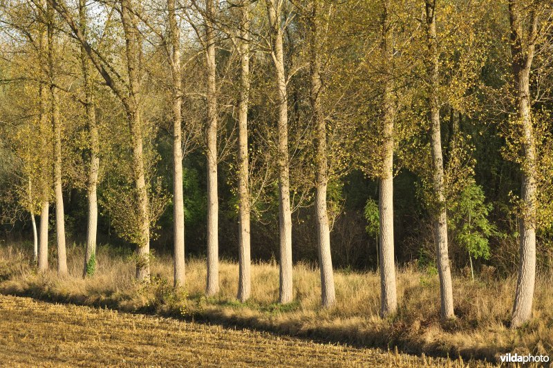 Klein Broek in Temse