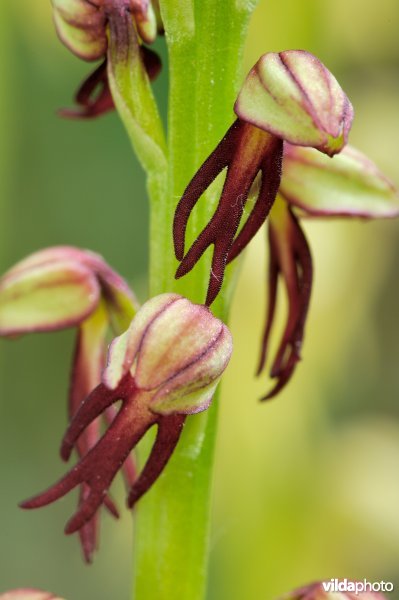 Twee bloemetjes van poppenorchis