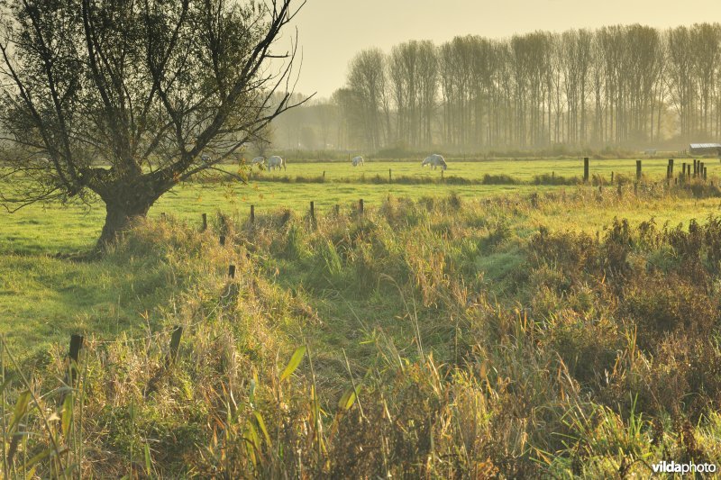 Vingelinkbeekvallei