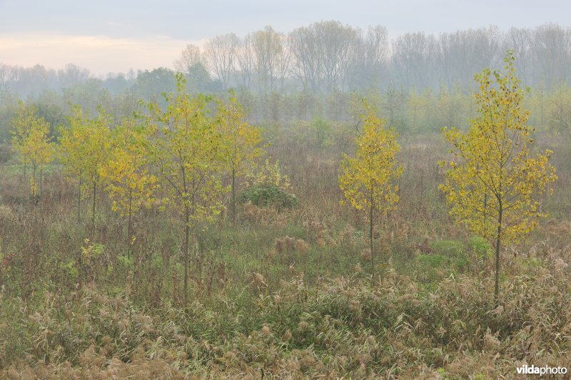 Grote Vijver deel 1 in het Zennegat