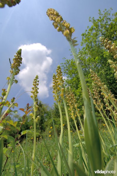 Poppenorchis in kikvorsperspectief